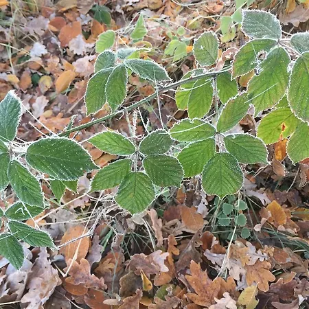 Konukevi Alwine - An Den Spreewiesen