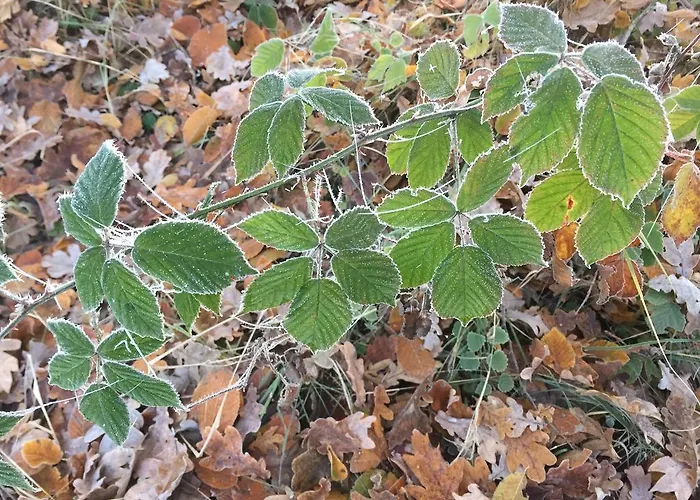 Gæstehus Alwine - An Den Spreewiesen